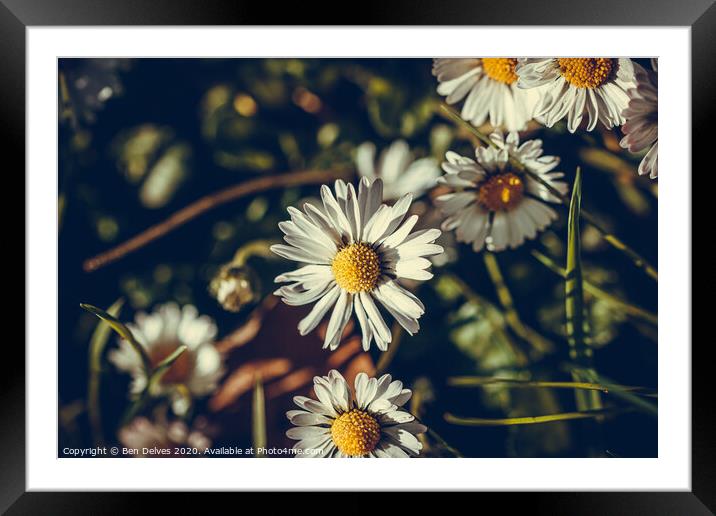 Radiant Yellow African Daisy Framed Mounted Print by Ben Delves