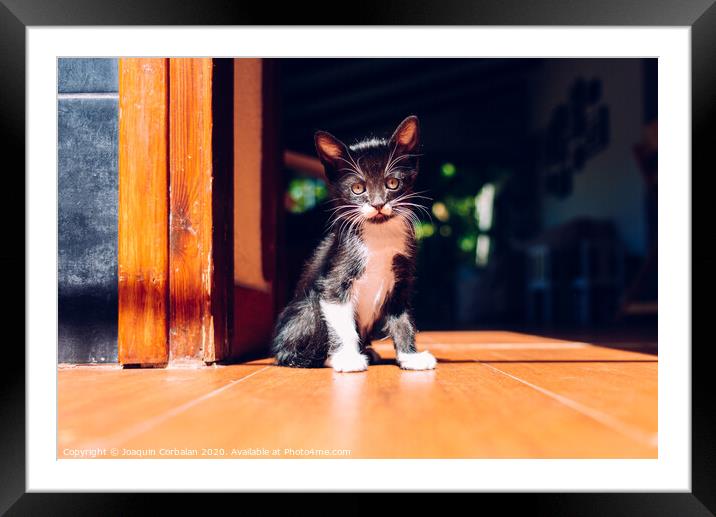 Black kitten resting in the sun on the house floor. Framed Mounted Print by Joaquin Corbalan