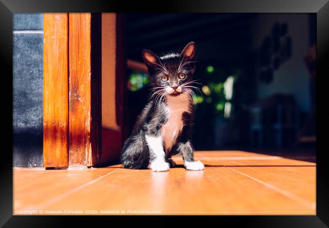 Black kitten resting in the sun on the house floor. Framed Print by Joaquin Corbalan