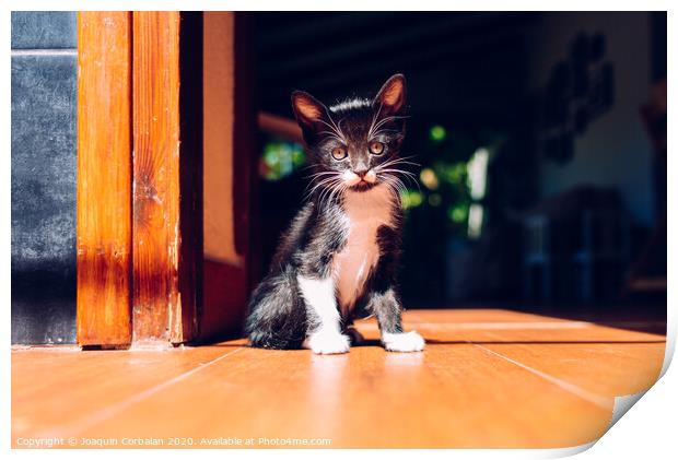 Black kitten resting in the sun on the house floor. Print by Joaquin Corbalan