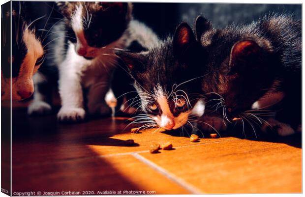 Litter of kittens eating on the ground in the sun with dark background. Canvas Print by Joaquin Corbalan
