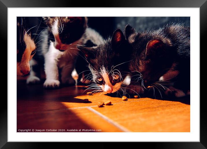 Litter of kittens eating on the ground in the sun with dark background. Framed Mounted Print by Joaquin Corbalan