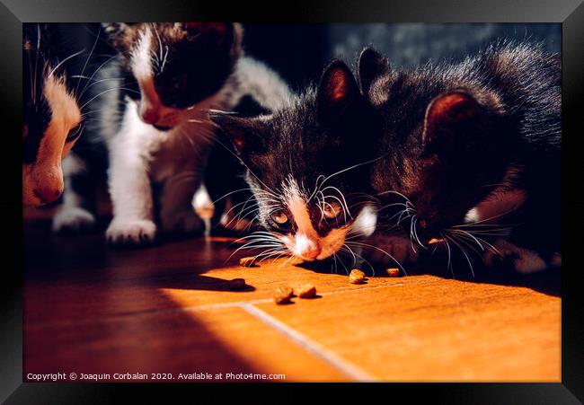 Litter of kittens eating on the ground in the sun with dark background. Framed Print by Joaquin Corbalan
