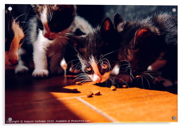 Litter of kittens eating on the ground in the sun with dark background. Acrylic by Joaquin Corbalan