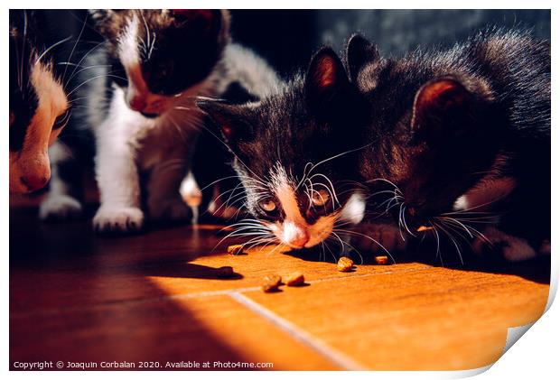 Litter of kittens eating on the ground in the sun with dark background. Print by Joaquin Corbalan