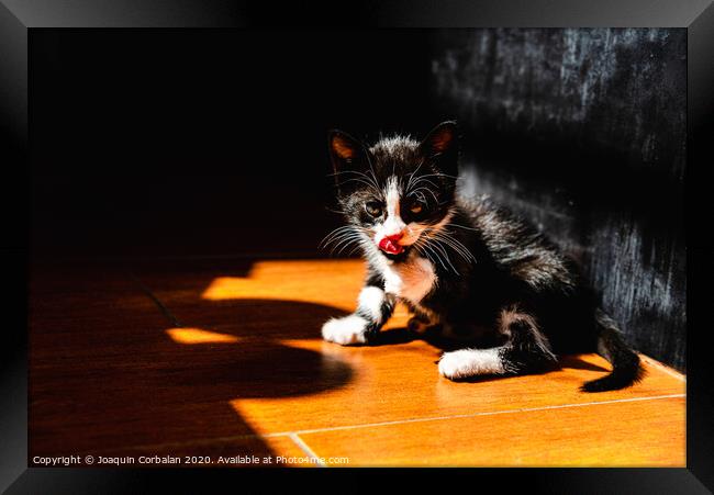 Little kitten, house pet, just sitting on the ground. Framed Print by Joaquin Corbalan