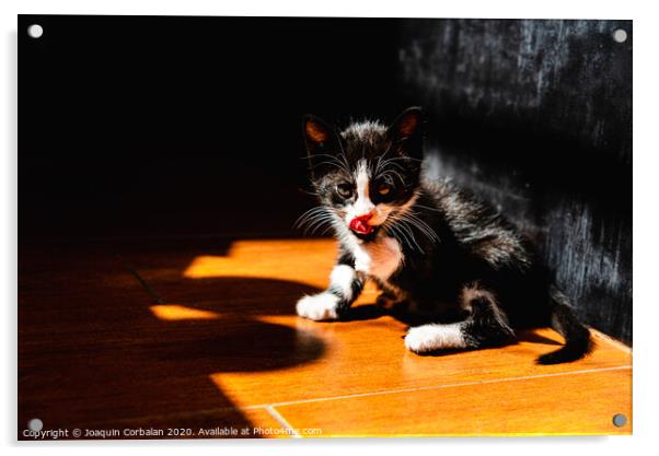 Little kitten, house pet, just sitting on the ground. Acrylic by Joaquin Corbalan