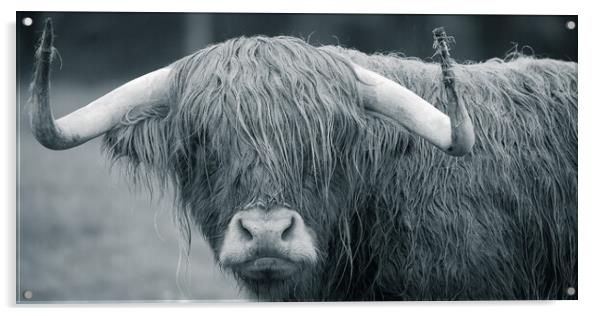 Highland Cow Acrylic by Duncan Loraine