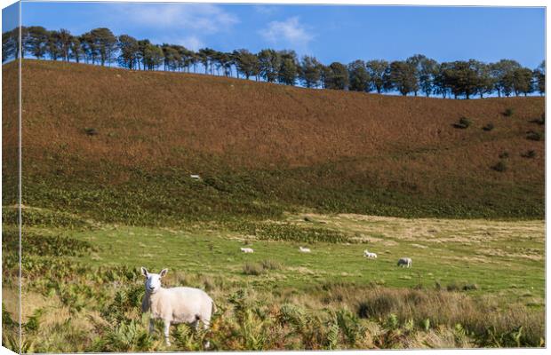 Sheep dotted on the hillside Canvas Print by Jason Wells