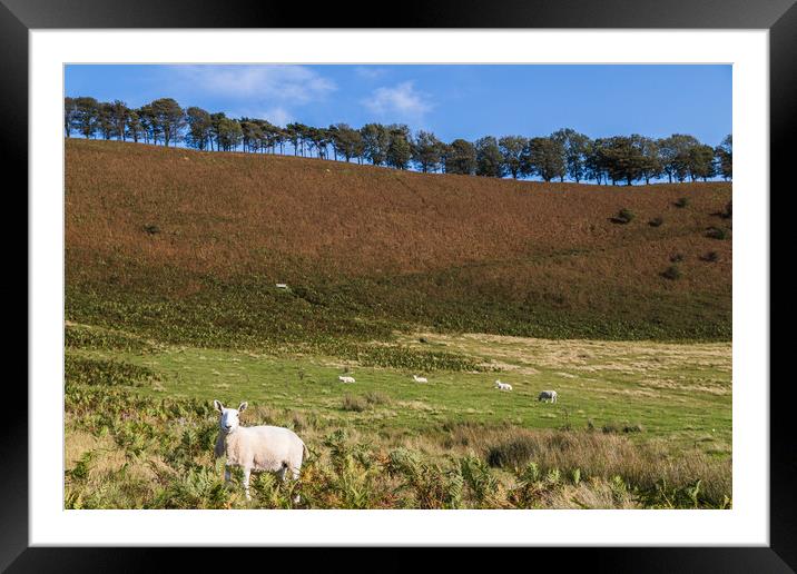 Sheep dotted on the hillside Framed Mounted Print by Jason Wells