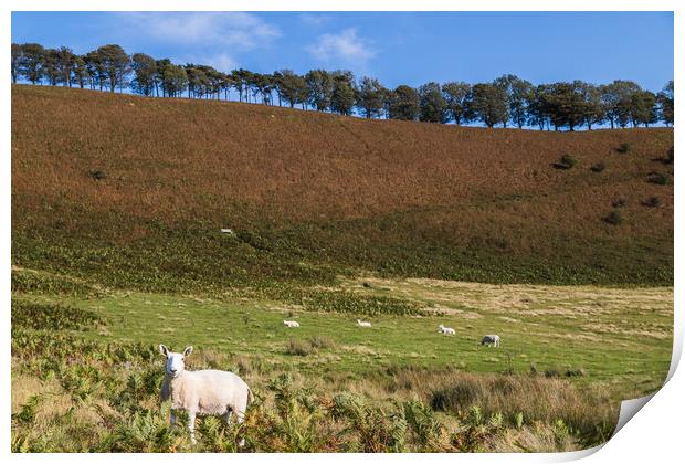 Sheep dotted on the hillside Print by Jason Wells