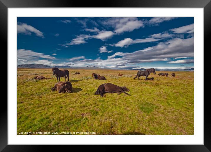 Icelandic horses resting in the cold wind Framed Mounted Print by Frank Bach