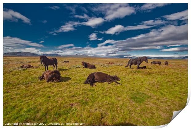 Icelandic horses resting in the cold wind Print by Frank Bach