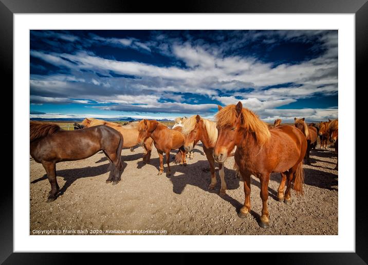 Icelandic horses resting in the cold wind Framed Mounted Print by Frank Bach