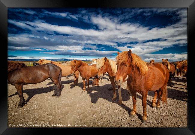 Icelandic horses resting in the cold wind Framed Print by Frank Bach