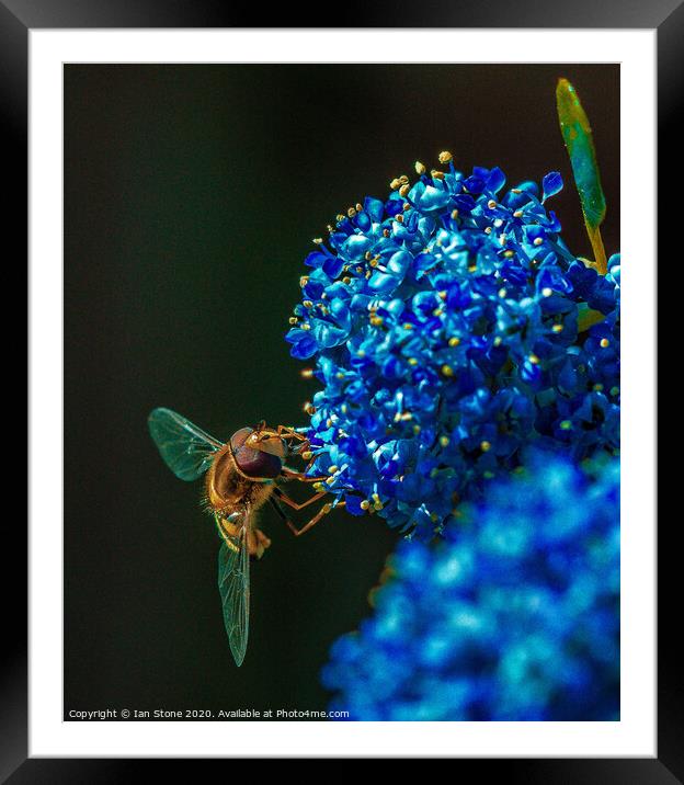 Ceanothus and friend  Framed Mounted Print by Ian Stone