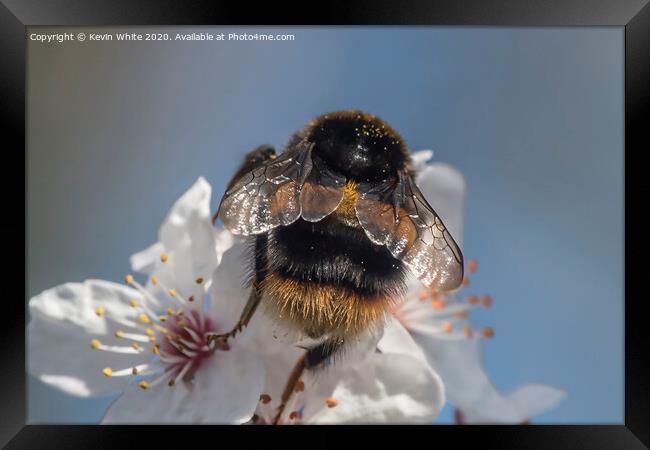 Bumble Bee Wings Framed Print by Kevin White
