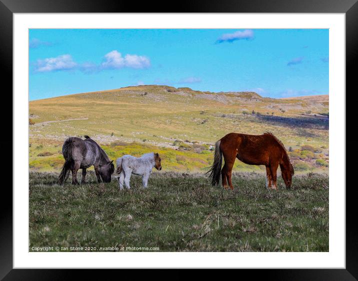 Dartmoor Devon ponies  Framed Mounted Print by Ian Stone