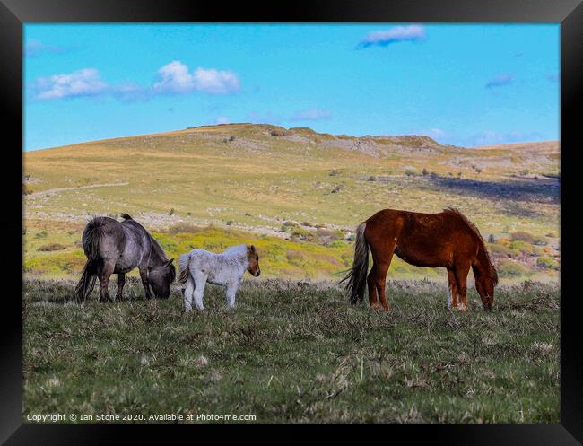 Dartmoor Devon ponies  Framed Print by Ian Stone