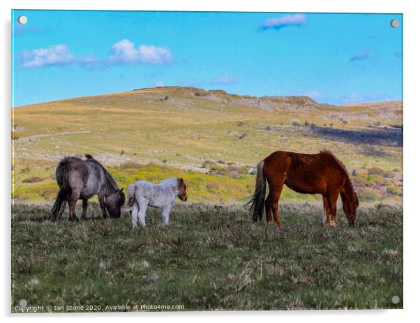 Dartmoor Devon ponies  Acrylic by Ian Stone