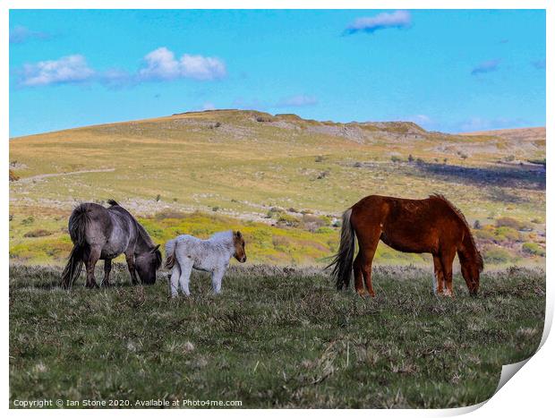 Dartmoor Devon ponies  Print by Ian Stone