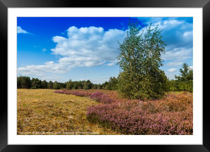 the nature reserve Maasduinen with single tree Framed Mounted Print by Chris Willemsen