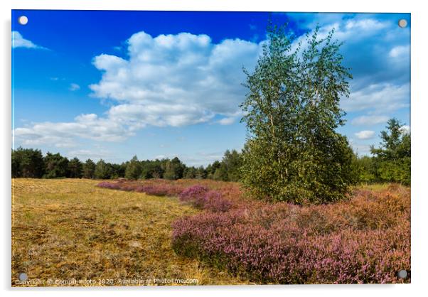 the nature reserve Maasduinen with single tree Acrylic by Chris Willemsen