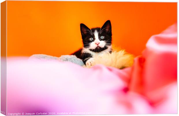 Kitten isolating on orange background staring at camera. Canvas Print by Joaquin Corbalan