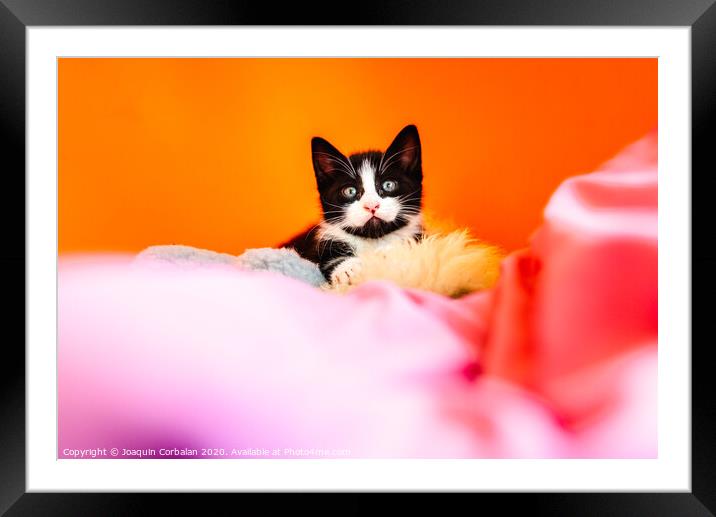 Kitten isolating on orange background staring at camera. Framed Mounted Print by Joaquin Corbalan