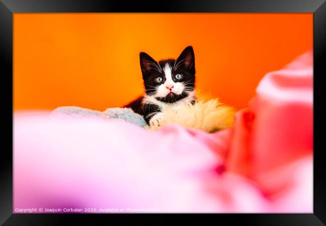 Kitten isolating on orange background staring at camera. Framed Print by Joaquin Corbalan