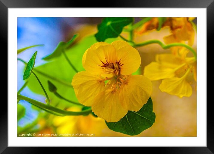 Nasturtiums  Framed Mounted Print by Ian Stone