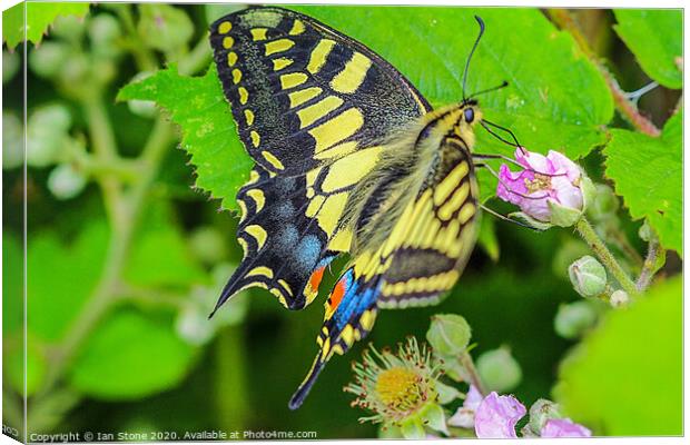 Majestic Swallowtail Butterfly Canvas Print by Ian Stone