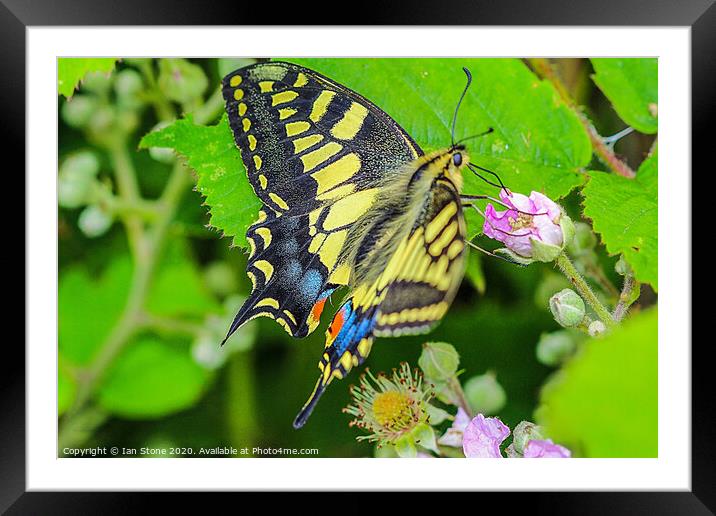 Majestic Swallowtail Butterfly Framed Mounted Print by Ian Stone