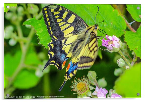 Majestic Swallowtail Butterfly Acrylic by Ian Stone
