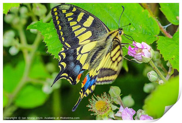 Majestic Swallowtail Butterfly Print by Ian Stone