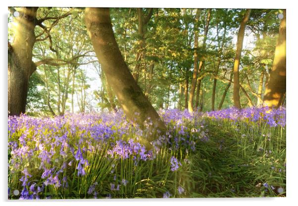 Path through bluebell woods in springtime Acrylic by Simon Bratt LRPS