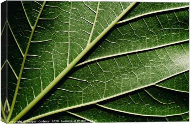 Close-up detail of a mulberry leaf illuminated by the sun, green nature background and texture. Canvas Print by Joaquin Corbalan