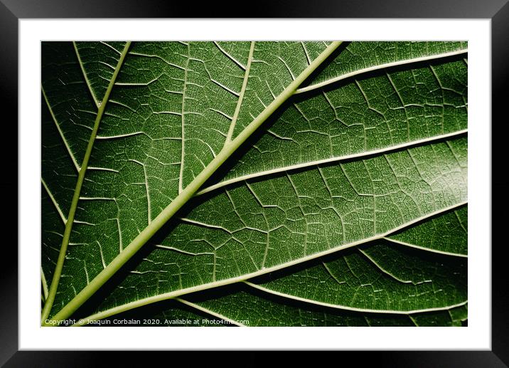 Close-up detail of a mulberry leaf illuminated by the sun, green nature background and texture. Framed Mounted Print by Joaquin Corbalan