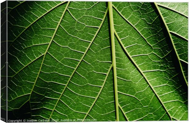 Green background of nature leaves with texture. Canvas Print by Joaquin Corbalan