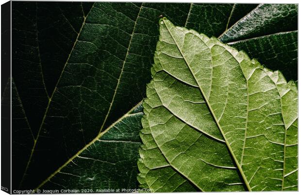 Macro of the underside or abaxial face and beam of mulberry leaves, green background of nature leaves. Canvas Print by Joaquin Corbalan
