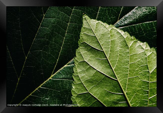 Macro of the underside or abaxial face and beam of mulberry leaves, green background of nature leaves. Framed Print by Joaquin Corbalan