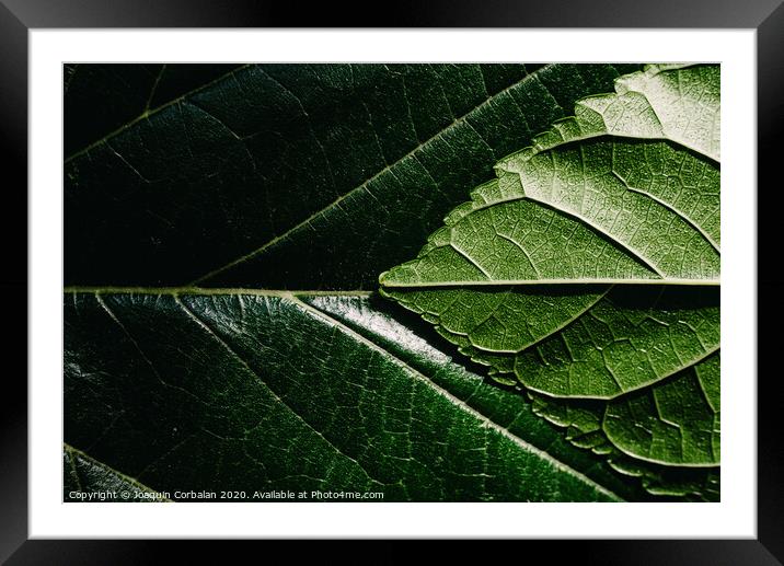 Close-up detail of a mulberry leaf illuminated by the sun, green nature background and texture. Framed Mounted Print by Joaquin Corbalan