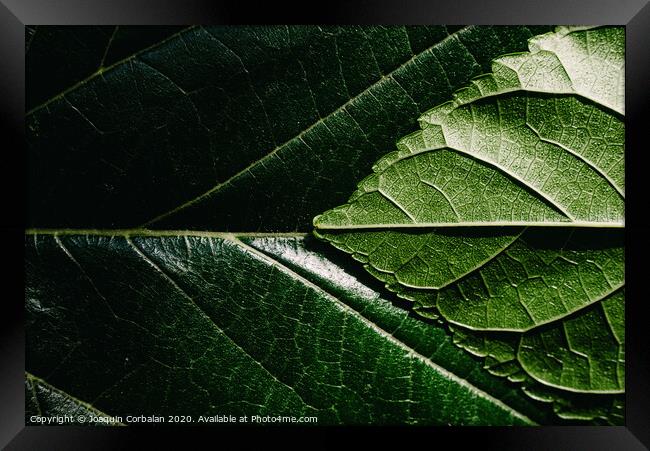 Close-up detail of a mulberry leaf illuminated by the sun, green nature background and texture. Framed Print by Joaquin Corbalan