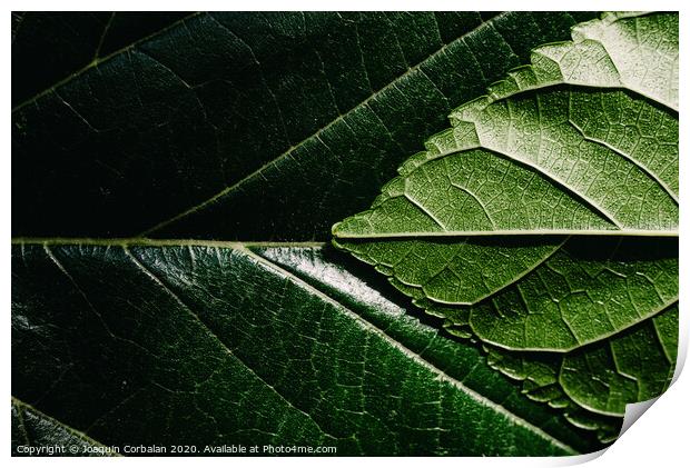 Close-up detail of a mulberry leaf illuminated by the sun, green nature background and texture. Print by Joaquin Corbalan