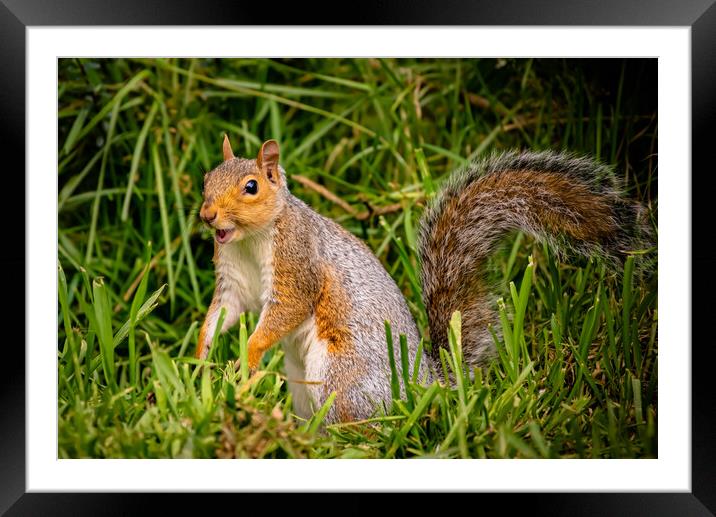 A happy squirrel standing on grass Framed Mounted Print by Duncan Loraine