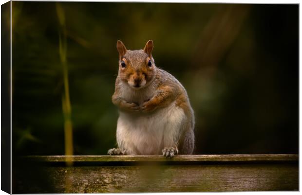 Squirrel on a fence Canvas Print by Duncan Loraine