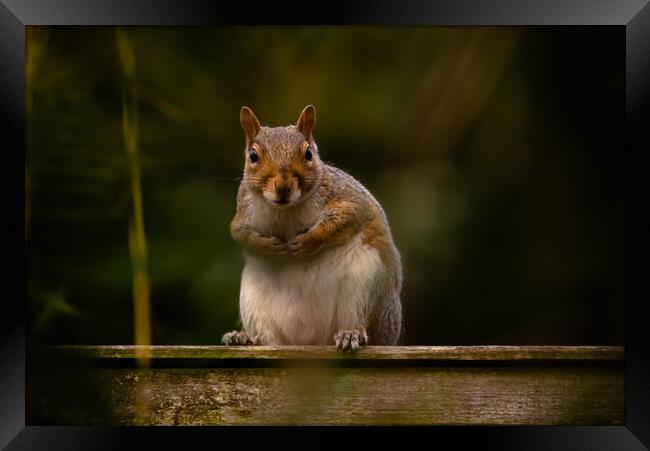Squirrel on a fence Framed Print by Duncan Loraine
