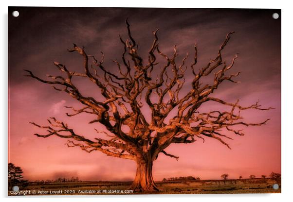 Dead Oak, Wales Acrylic by Peter Lovatt  LRPS