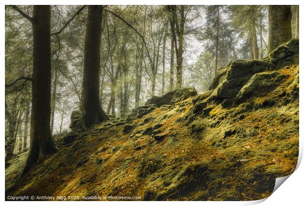 Welsh Forest Print by Anthony Rigg