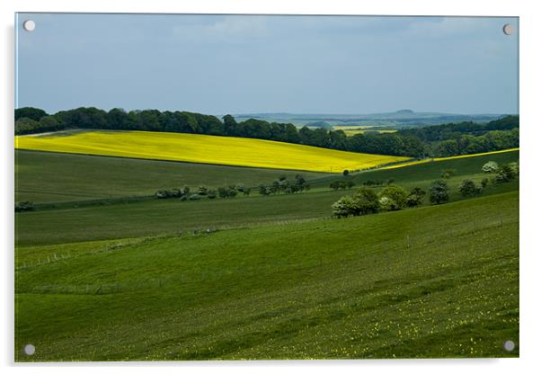 Vale of Pewsey Wiltshire Downs Acrylic by David French